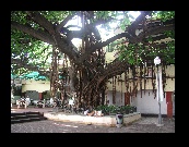 A shore day in Acapulco found very hot, humid weather. In a plaza in old town we found this really old tree! 300 yrs old maybe said a native.